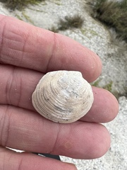 Phacoides pectinatus