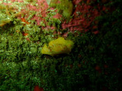 Doriopsilla areolata