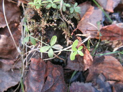Galium uliginosum
