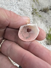 Dallocardia muricata
