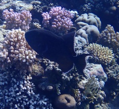 Pseudobalistes fuscus