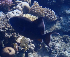 Pseudobalistes fuscus