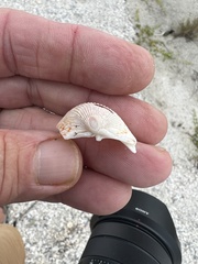 Dallocardia muricata