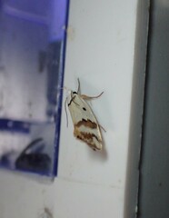 Oecophorinae