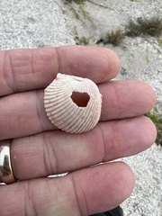 Dallocardia muricata
