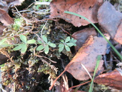 Galium uliginosum