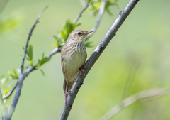 Locustella lanceolata