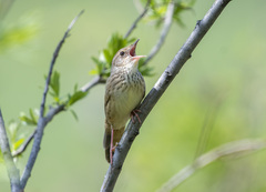 Locustella lanceolata