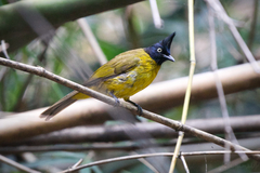 Rubigula flaviventris