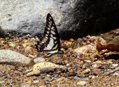 Graphium evemon