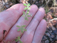 Galium uliginosum