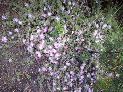 Drosanthemum candens