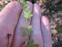 Galium uliginosum