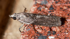Sciota melanostyla