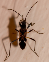 Dieuches maculicollis