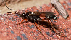 Ichneumon promissorius