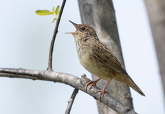 Locustella lanceolata