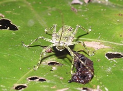 Phricta spinosa