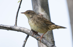 Locustella lanceolata
