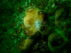 Aphelodoris sp-a