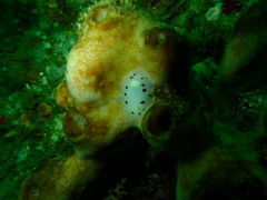 Aphelodoris sp-a