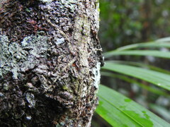 Phricta spinosa
