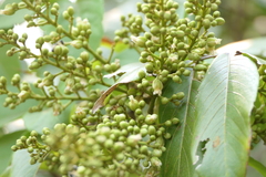 Sapindus trifoliatus