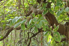 Sapindus trifoliatus