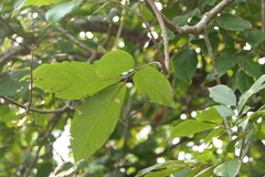 Sapindus trifoliatus