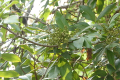 Sapindus trifoliatus