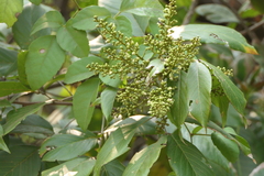 Sapindus trifoliatus