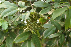 Sapindus trifoliatus