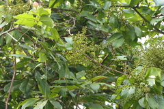 Sapindus trifoliatus