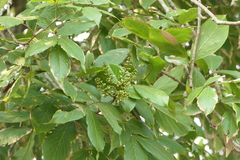 Sapindus trifoliatus