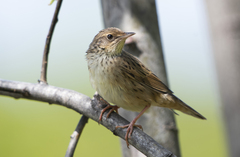 Locustella lanceolata