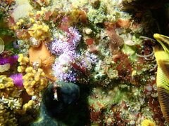 Phyllodesmium horridum