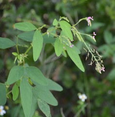 Desmodium tortuosum