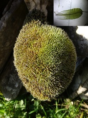 Syntrichia montana