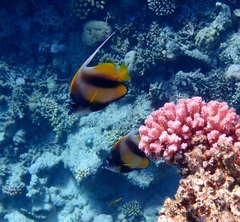 Heniochus intermedius