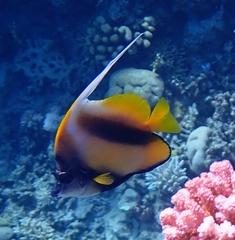 Heniochus intermedius