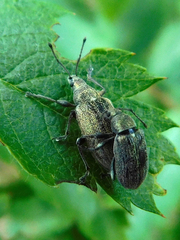 Phyllobius pyri