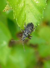Phyllobius pyri