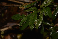 Heritiera trifoliolata