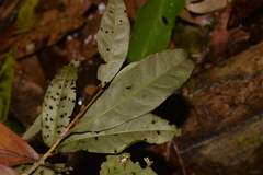 Heritiera trifoliolata