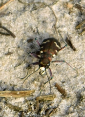Cicindela hybrida