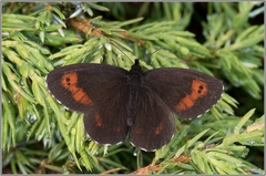 Erebia euryale
