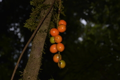 Hicksbeachia pinnatifolia
