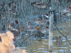 Alcedo atthis bengalensis