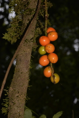 Hicksbeachia pinnatifolia