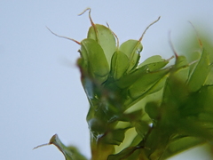 Syntrichia montana